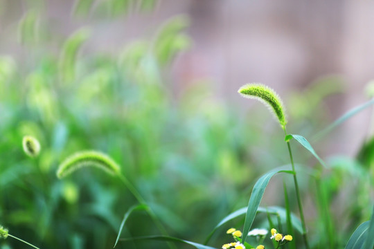 狗尾草