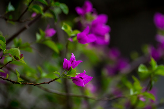 叶子花 三角梅