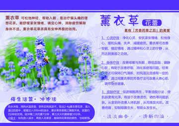 薰衣草花蕾 四色設(shè)計(jì) 源文件