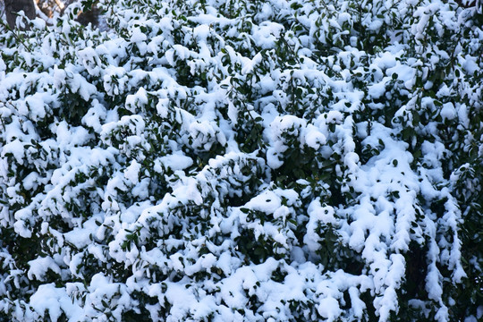 常青树上的积雪
