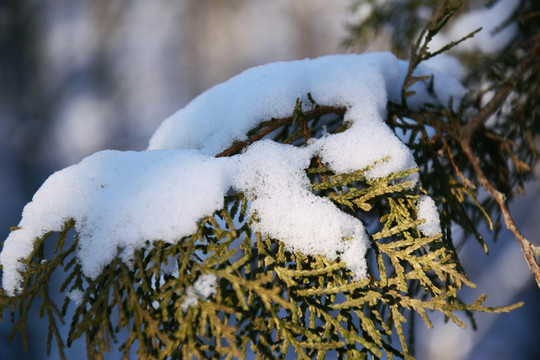 柏树枝上的积雪