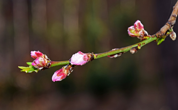 美丽的桃花摄影图