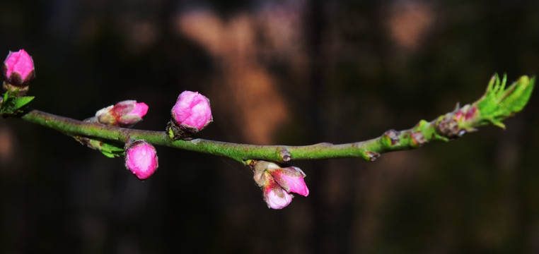 粉色桃花高清图片