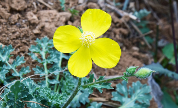 秃子花高清特写图