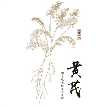 黃芪矢量圖