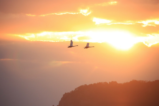 天空 飞鸟