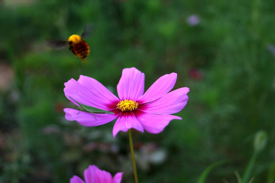 昆虫与花
