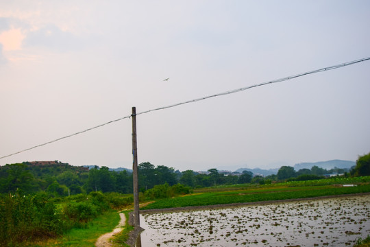 田野