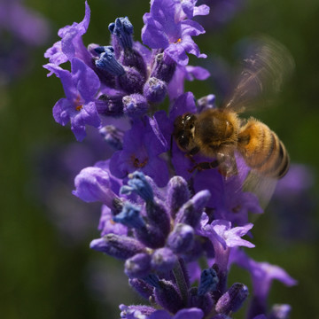 蜜蜂飞舞