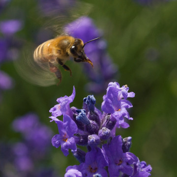 蜜蜂飞舞