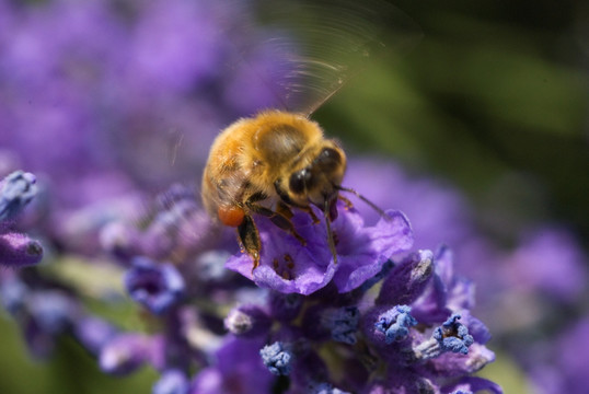 蜜蜂飞舞