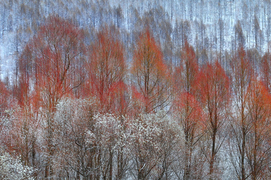 柳林春雪