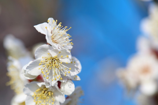 梅花