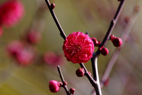 梅花