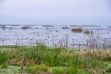 湿地景观