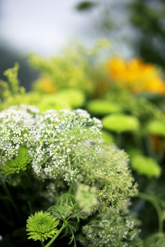 花卉 植物