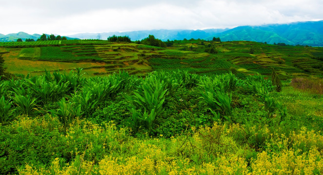 山地 山花