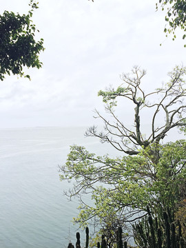 海边树 仙人掌