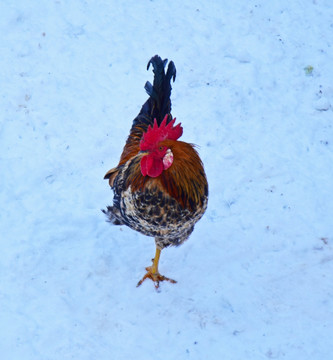 雪地上的大公鸡