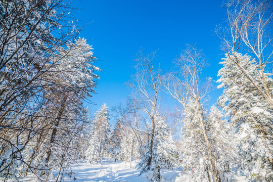 吉林雪松