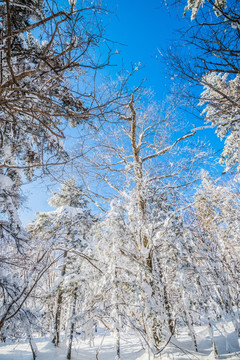 吉林雪松