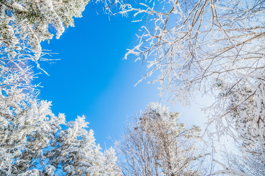 吉林雪松