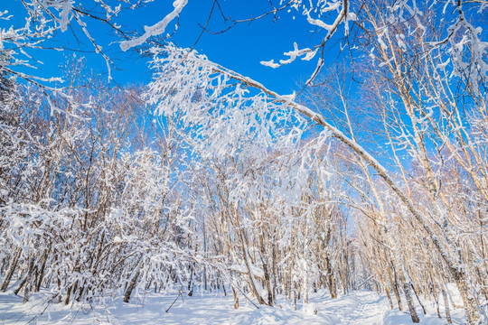 吉林雪松