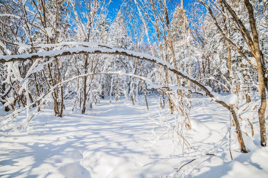 吉林雪松