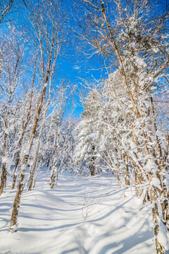 吉林雪松