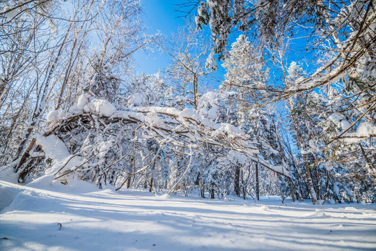 吉林雪松