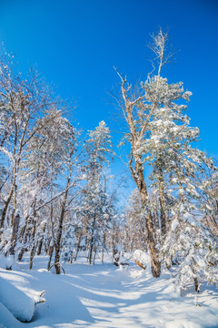 吉林雪松