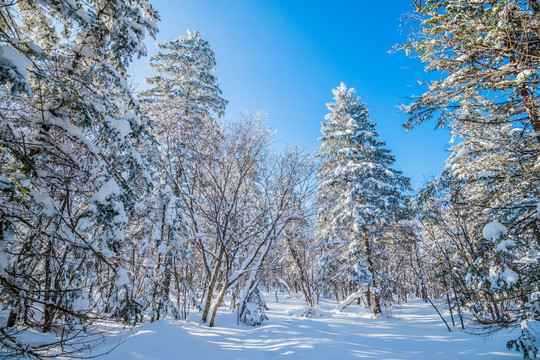 吉林雪松