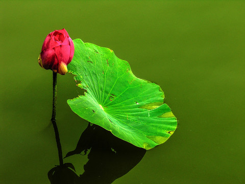 荷花