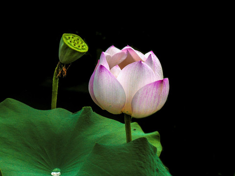 荷花