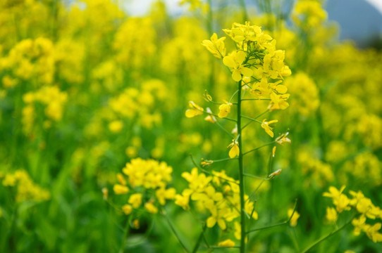 油菜花