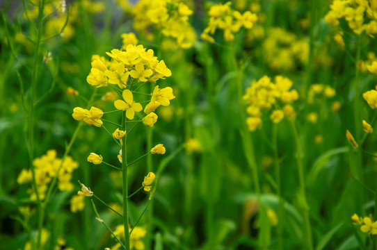 油菜花