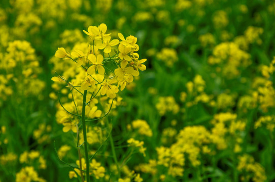 油菜花