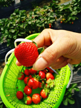 手拿草莓