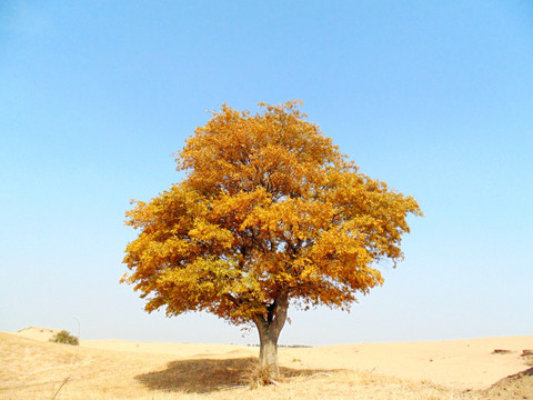 沙漠中的古树