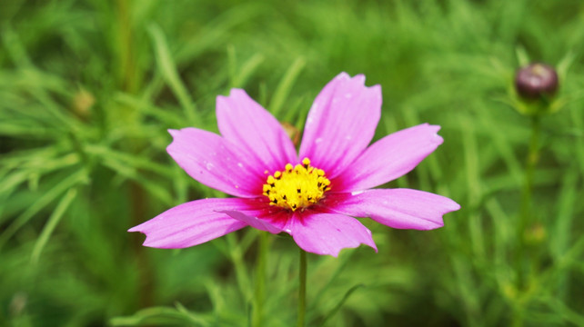 美丽的格桑花