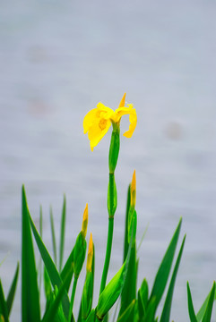 鸢尾花