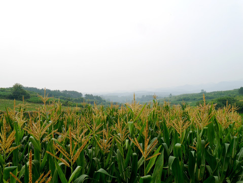 山里的玉米田