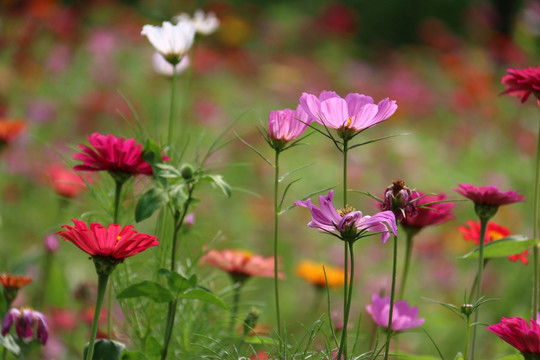 鲜花