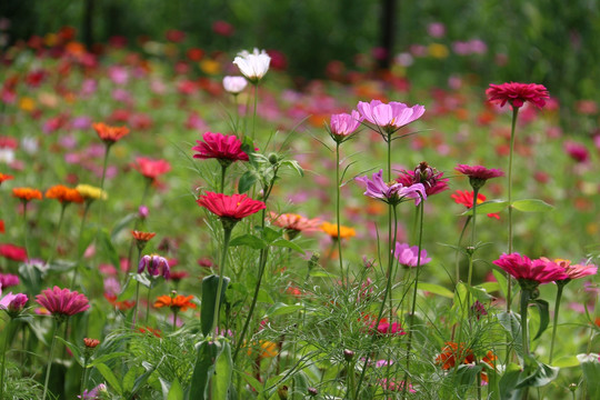 鲜花