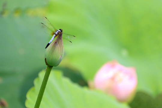 蜻蜓