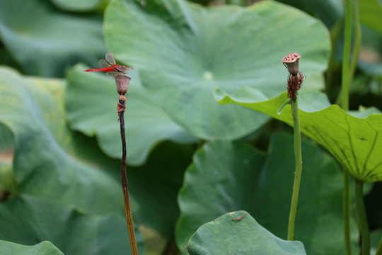 蜻蜓