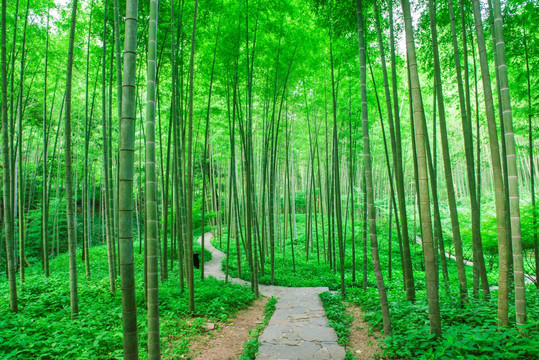 竹林小道 竹子 毛竹林