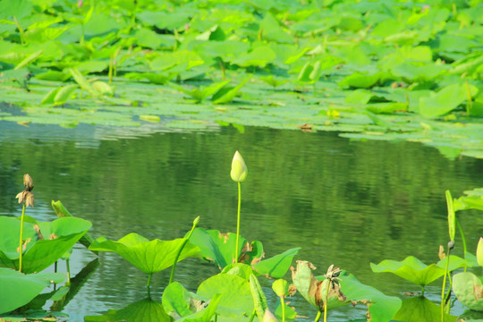 荷花池