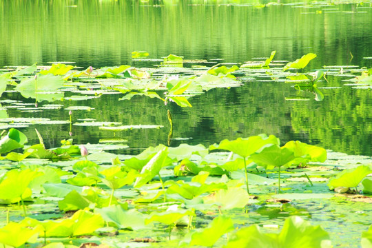 荷花池