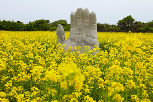 韩国济州岛油菜花